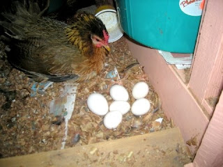 chickens, La Ceiba, Honduras