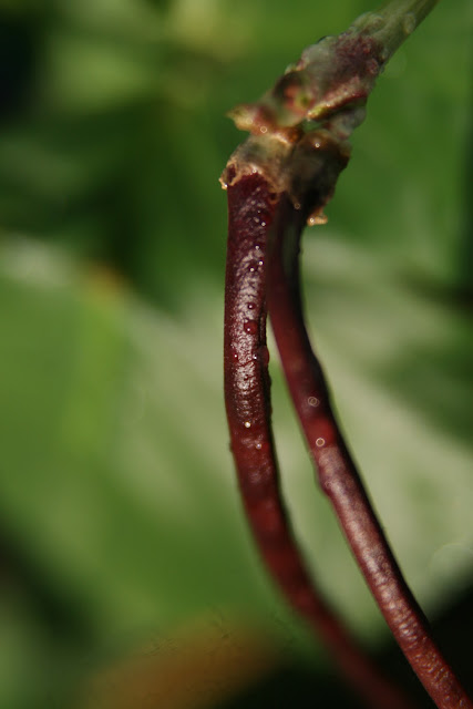 These beans grow so quickly in length. I saw as many as 2 and 3 inches a day. incredible!