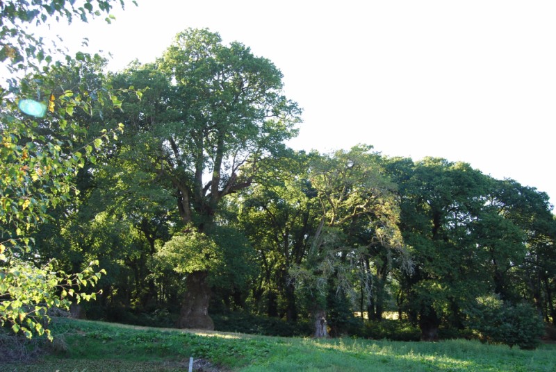arboles monumetales de galicia