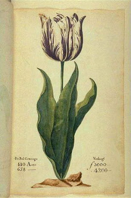 botanical illustration of tulip viceroy