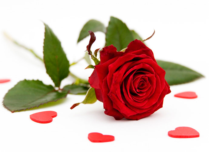 red rose flowers pictures. Single Rose Bouquet + Card