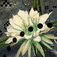Cereus Lunix