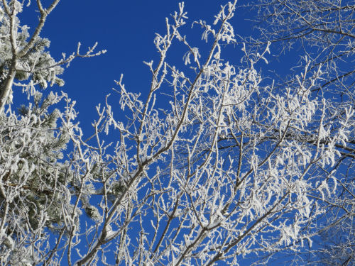 frost on trees