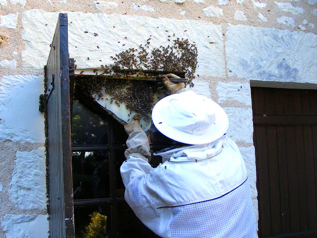 Carefully cutting honeycomb away whilst rescuing a feral honey bee colony, Indre et Loire, France. Photo by Loire Valley Time Travel.