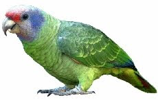 Papagaio-de-Cara-Roxa (Amazona brasiliensis)