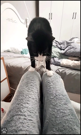 Funny cat. Hmm...Weird cat found a weird game with his human's legs