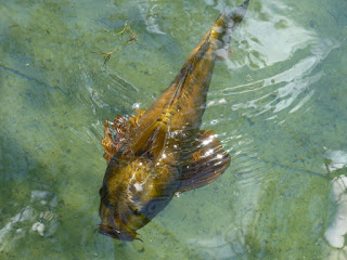 Carpe koï - Carpe de brocart - Cyprinus carpio