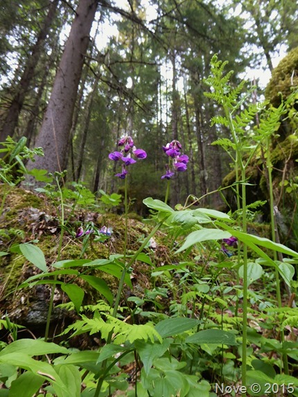 P1050863