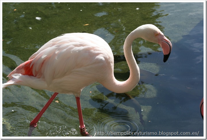 Bioparc-Valencia-Madagascar-08