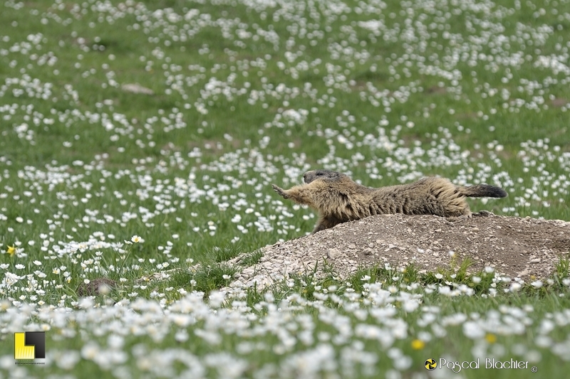 marmotte vercors