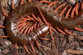 Contoh Myriapoda