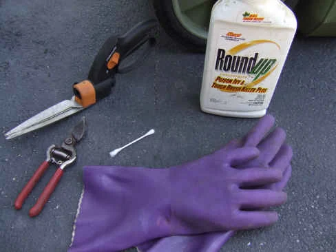 The Squirrelhaven Method of Bindweed Eradication