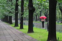 rain-woman-lady-red-umbrella-trees