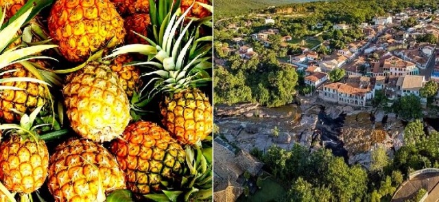 Para promover a sustentabilidade, empresa aposta em sistema orgânico na produção de abacaxis em Lençóis