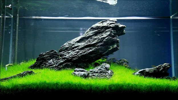 Contoh dan Referensi Desain Aquascape Iwagumi Terbaik