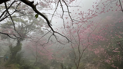 淡水楓樹湖「巨石花園」賞木蓮花 (木蘭） / 桃花源 百年古厝「石頭屋」秘境賞櫻