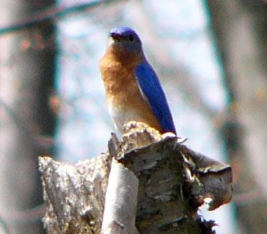 new york state bird bluebird. This is our state bird of New
