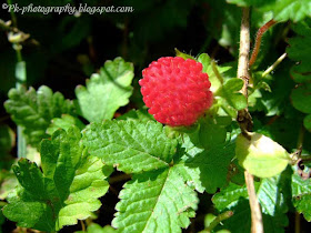 Wild Strawberry