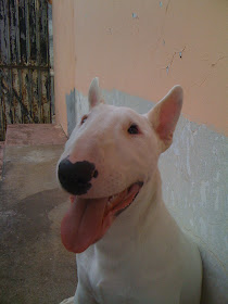 Bull Terrier