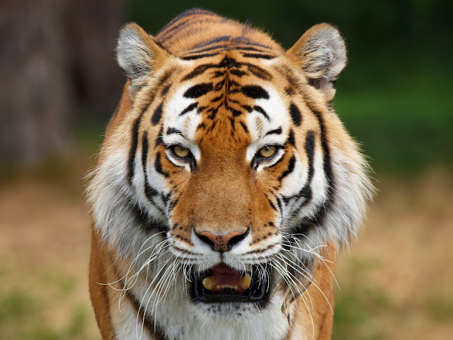 Tiger Face Wallpapers