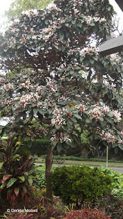 Tree with pink flowers - Queen Kapiolani Garden, Waikiki, Oahu, HI