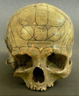 Phrenology, the nineteenth-century pseudoscience, held that the bumps on our heads reflect the underlying shape of our brains. It divided regions of the skull into distinct areas thought to sit above specialized brain 