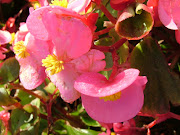 Bogania Flower (begonia flower)