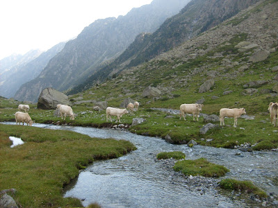 vaches au dessus du lac d'Estom