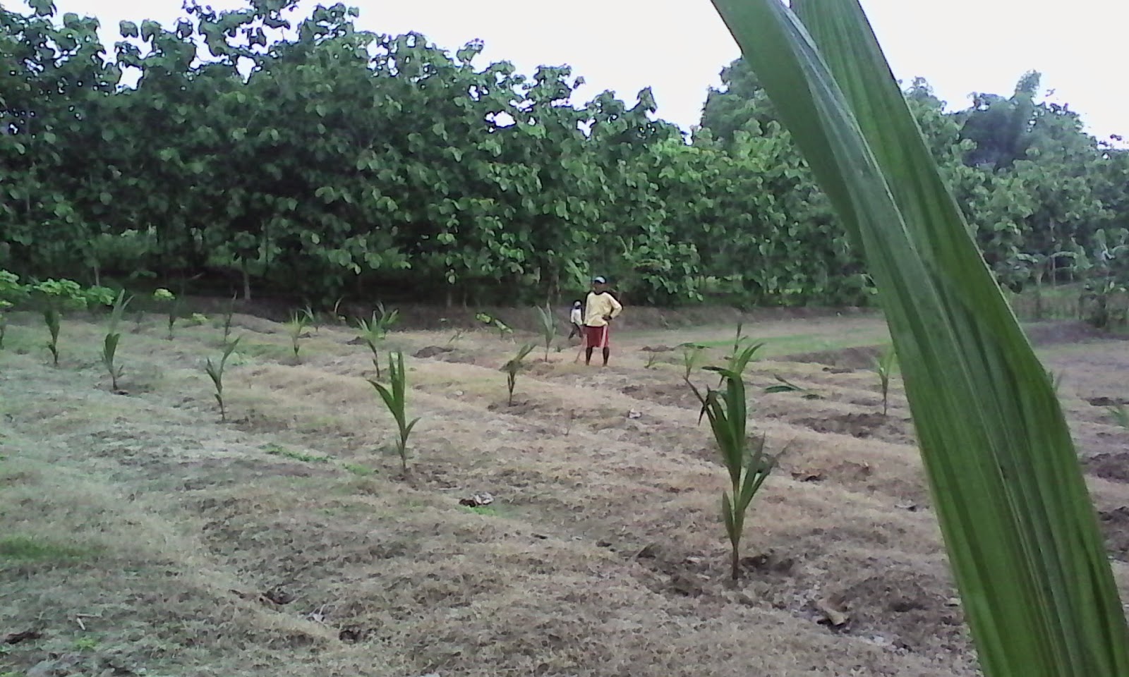  Penanaman Kelapa 