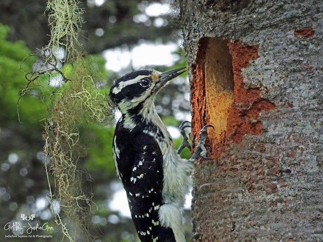 Female Hairy Woodpecker