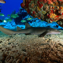 gambar dunia bawah laut, dunia air, gambar ikan, ubur-ubur