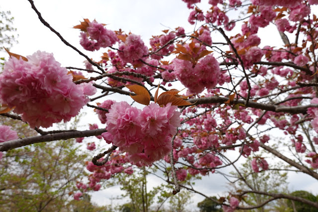 鳥取県米子市久米町　湊山公園　カンザン (関山）