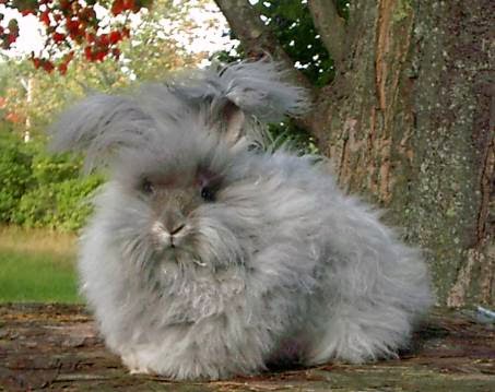 Angora royal