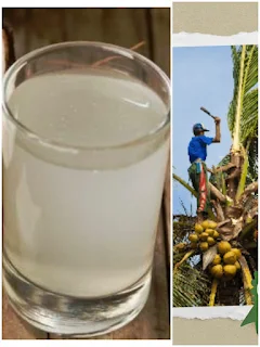 Neera The Ultimate Natural Body Cooling Drink with Amazing Health Benefits"