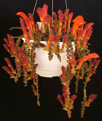 columnea goldfish plant. hot goldfish plant pictures.