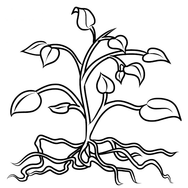 Excellent Plant Coloring Pages 
