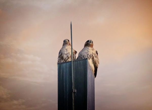 Christo and Amelia at sunset