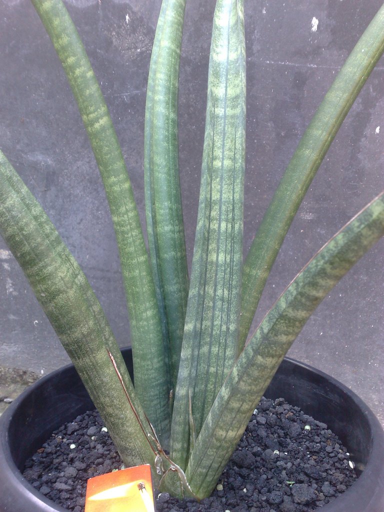 Koleksi Sansevieria Indonesia