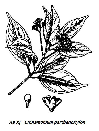 Hình vẽ Xá Xị - Cinnamomum parthenoxylon - Nguyên liệu làm thuốc Chữa Tê Thấp và Đau Nhức
