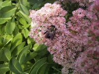 A honeybee on pink sedum