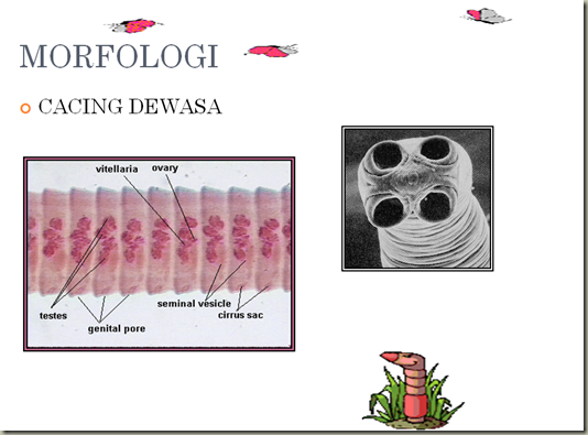 KOLEKSI TUGASAN: PARASITOLOGI-HYMENOLEPIS DIMINUTA