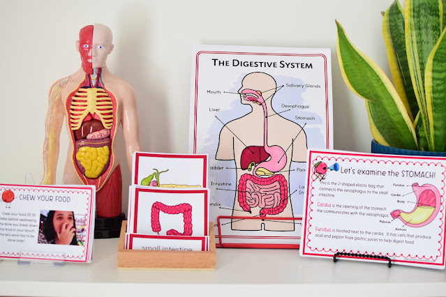 Study of Digestive System for Kids