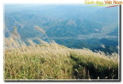 Canhdonglau142