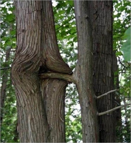 plant-p-2