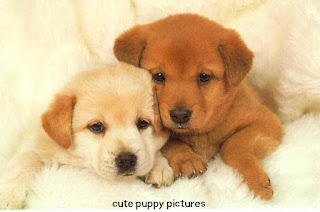 cute puppy pictures dog