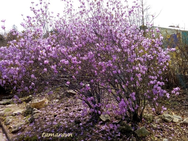 Рододендрон остроконечный (Rhododendron mucronulatum)