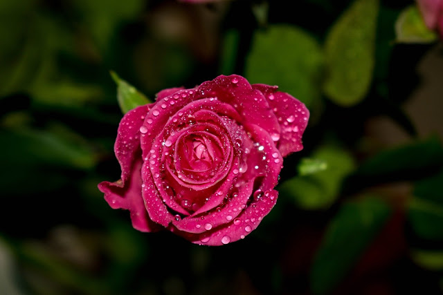 gambar bunga mawar cantik dan indah