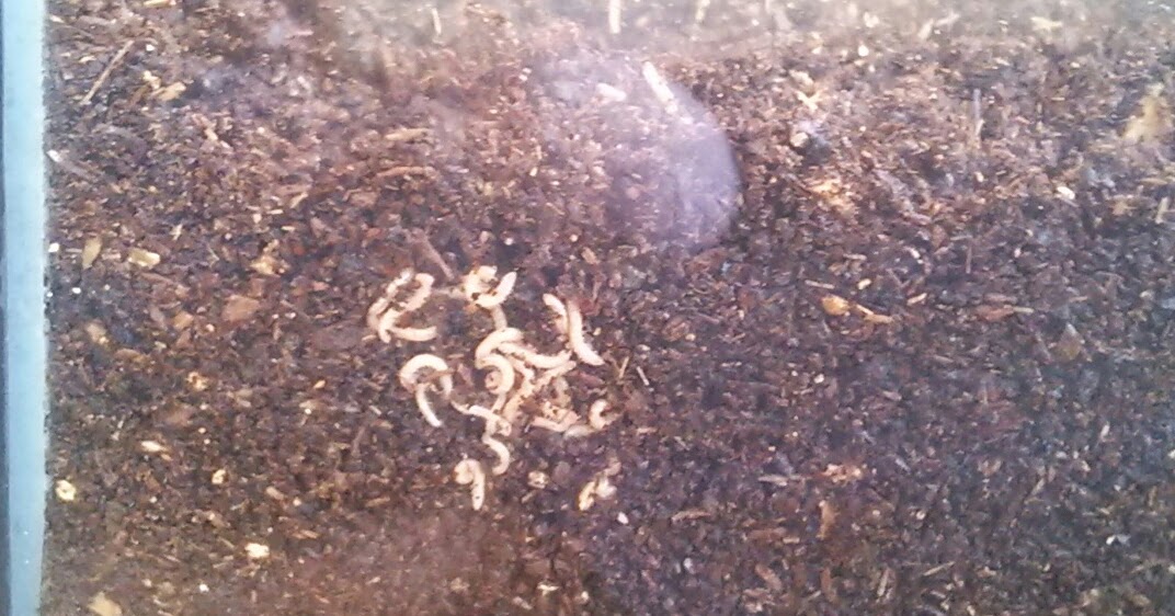 ムカデの赤ちゃん カブトムシの水槽に湧く 自然界の朽木を入れるのは気をつけて 疑問体験日記