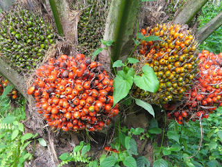 Issue of global warming and Indonesian oil palm plantations