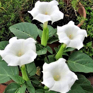 Datura